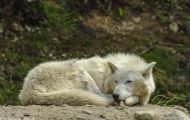 Tiere, Säugetiere - Raubtiere  Amerikanischer Grauwolf_Canis lupus lycaon_Timberwolf 06.JPG