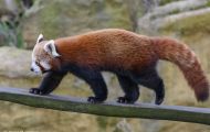 Tiere, Säugetiere - Raubtiere  Kleiner Panda_Ailurus Fulgens_Red Panda 01.JPG
