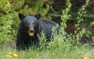 Tiere, Säugetiere - Raubtiere  Schwarzbär_Ursus americanus_ Black Bear 01.JPG