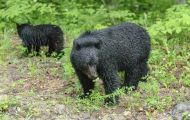 Tiere, Säugetiere - Raubtiere  Schwarzbär_Ursus americanus_ Black Bear 09.JPG