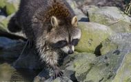 Tiere, Säugetiere - Raubtiere  Waschbär_Procyon lotor_Raccoon 15.JPG