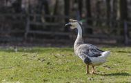 Tiere, Vögel - Gänsevögel  Höckergans_Anser cygnoides f. domestica_Knob Goose 03.JPG