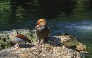 Tiere, Vögel - Gänsevögel  Kolbenente_Netta rufina_Red-Crested Pochard 05.JPG