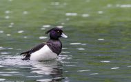 Tiere, Vögel - Gänsevögel  Reiherente_Aythya fuligula_Tufted Duck 05.JPG