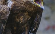 Tiere, Vögel - Greifvögel Weißkopfseeadler_Haliaeetus leucocephalus_Bald Eagle 11.JPG