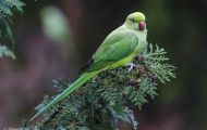 Tiere, Vögel - Papageien  Halsbandsittich_Psittacula krameri_Rose Ringed Parakeet 01.JPG