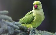 Tiere, Vögel - Papageien  Halsbandsittich_Psittacula krameri_Rose Ringed Parakeet 06.JPG
