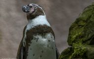 Tiere, Vögel - Pinguine  Humboldtpinguin_Spheniscus humboldti_Peruvian Penguin 04.JPG