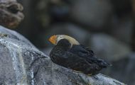 Tiere, Vögel - Regenpfeiferartige Vögel  Gelbschopflund_Fratercula cirrhata_Tufted Puffin 02.JPG