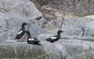 Tiere, Vögel - Regenpfeiferartige Vögel  Trottellumme_Uria aalge_Common Murre 05.JPG