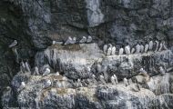 Tiere, Vögel - Regenpfeiferartige Vögel  Trottellumme_Uria aalge_Common Murre 10.JPG