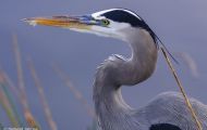 Tiere, Vögel - Ruderfüßer  Kanadareiher_Ardea herodias_Great Blue Heron 02.JPG