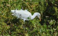 Tiere, Vögel - Ruderfüßer  Kuhreiher_Bubulcus ibis _Cattle Egret 01.JPG