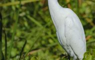Tiere, Vögel - Ruderfüßer  Kuhreiher_Bubulcus ibis _Cattle Egret 06.JPG