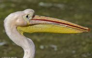 Tiere, Vögel - Ruderfüßer  Rosapelikan_Pelecanus onocrotalus_Eastern White Pelican 03.JPG