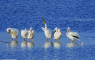 Tiere, Vögel - Ruderfüßer  Weißer Pelikan_Pelecanus erythrorhynchos_American White Pelican 06.JPG