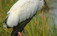 Tiere, Vögel - Schreit- und Storchenvögel  Waldstorch_Mycteria americana_Wood Stork 02.JPG