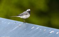 Tiere, Vögel - Sperlingsvögel  Bachstelze_Motacilla alba_White Wagtail 03.JPG