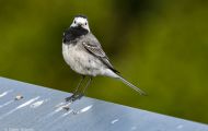 Tiere, Vögel - Sperlingsvögel  Bachstelze_Motacilla alba_White Wagtail 06.JPG