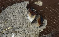 Tiere, Vögel - Sperlingsvögel  Fahlstirnschwalbe_Hirundo pyrrhonota_Cliff Swallow 05.JPG