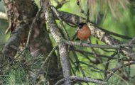 Tiere, Vögel - Sperlingsvögel  Gimpel_Dompfaff_Pyrrhula pyrrhula_Bullfinch 03.JPG