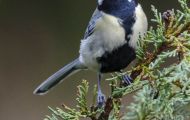 Tiere, Vögel - Sperlingsvögel  Kohlmeise_Parus major_Great Tit 04.JPG