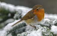 Tiere, Vögel - Sperlingsvögel  Rotkehlchen_Erithacus rubecula_European Robin 06.JPG