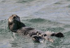 Tierwelt Alaskas - Seeotter.JPG