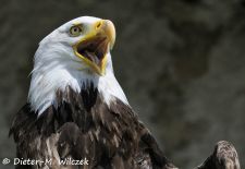 Alaska - Lockruf der Wildnis - Weißkopfseeadler.JPG