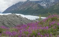 Alaska, Southcentral - Matanuska Glacier 01.JPG