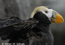 Alaskas Tierwelt - Paradies im Norden - Gelbschopflund.JPG