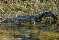 Alligatoren in Florida - Missisippi Alligator, US 41 Tamiami Trail South 4.JPG
