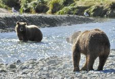Braunbaeren in Alaska - Geographic Harbor  Katmai Nat'l. Park.JPG