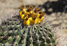 Flora und Fauna der Sonora Wüste - Desert Barrel Cactus, Tucson Region.JPG
