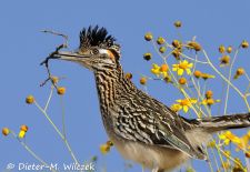 Flora und Fauna der Sonora Wüste - Wegekuckuck (Roadrunner), Saguaro National Park.JPG