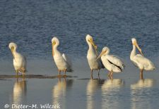Floridas Tierwelt - Weißer Pelikan.JPG