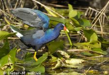 Floridas Tierwelt - Zwergsultanshuhn.JPG