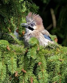 Native Birds of Britain - Jay.JPG