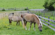 Tiere, Säugetiere - Huftiere   Haflinger Pferd_Equus caballus_Pack horse 05.JPG