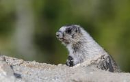 Tiere, Säugetiere - Nagetiere  Eisgraues Murmeltier_Marmota caligata_Hoary Marmot 05.JPG