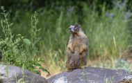 Tiere, Säugetiere - Nagetiere  Gelbbauchmurmeltier_ Marmota flaviventris_Yellow Bellied Marmot 02.JPG