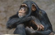 Tiere, Säugetiere - Primaten  Schimpanse_Pan troglodytes_Common Chimpanzee 09.JPG