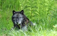 Tiere, Säugetiere - Raubtiere  Amerikanischer Grauwolf_Canis lupus lycaon_Timberwolf 01.JPG