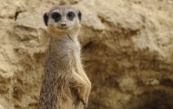 Tiere, Säugetiere - Raubtiere  Erdmännchen_Suricata suricatta_Meerkat 03.JPG