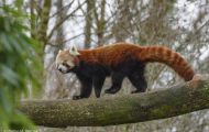 Tiere, Säugetiere - Raubtiere  Kleiner Panda_Ailurus Fulgens_Red Panda 05.JPG