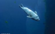 Tiere, Säugetiere - Raubtiere  Seehund_Phoca vitulina_Harbor Seal 06.JPG