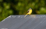 Tiere, Vögel - Sperlingsvögel Gebirgsstelze_Motacilla cinerea_Gray Wagtail 07.JPG