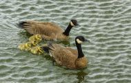 Tiere, Vögel - Gänsevögel  Kanadagans_Branta canadensis_Canada Goose 01.JPG