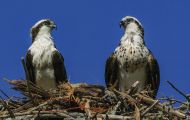Tiere, Vögel - Greifvögel Fischadler_Pandion haliaetus_Osprey 01.JPG