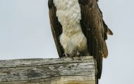 Tiere, Vögel - Greifvögel Fischadler_Pandion haliaetus_Osprey 03.JPG